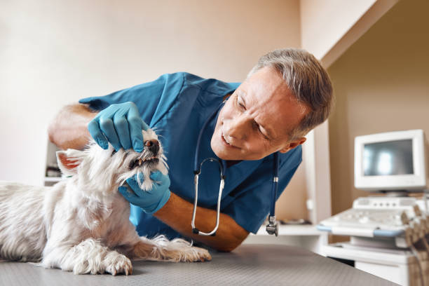 Best Emergency Dental Care for Abscessed Tooth in Avilla, AR